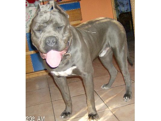 pitbull blue nose xxl